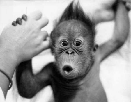 trop chou