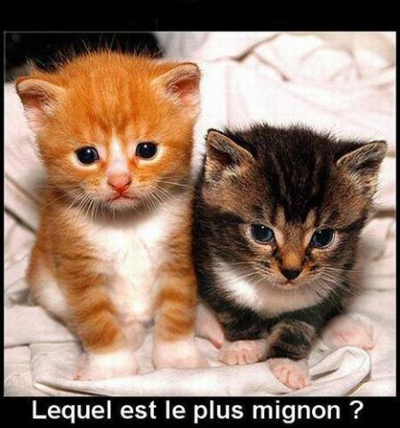 trop mimi