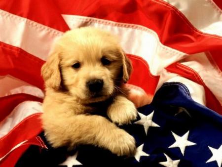 chien